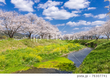草場川沿いの桜並木と菜の花の風景　福岡県筑前町 76307741