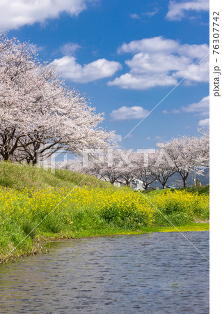 草場川沿いの桜並木と菜の花の風景　福岡県筑前町 76307742