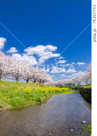 草場川沿いの桜並木と菜の花の風景 福岡県筑前町 草場川沿いの桜並木と菜の花の風景 福岡県筑前町 76307743