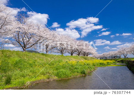 草場川沿いの桜並木と菜の花の風景　福岡県筑前町 76307744