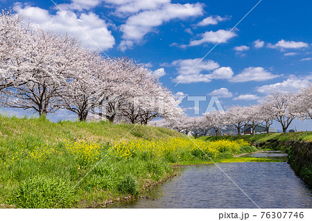 草場川沿いの桜並木と菜の花の風景　福岡県筑前町 76307746
