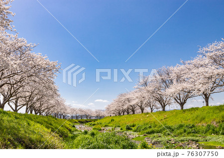 草場川沿いの桜並木と菜の花の風景 福岡県筑前町 草場川沿いの桜並木と菜の花の風景 福岡県筑前町 76307750