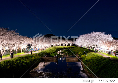 草場川の桜並木のライトアップ　福岡県筑前町 76307922