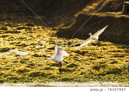 福岡県小郡市の大添堤の冬の野鳥 76307997