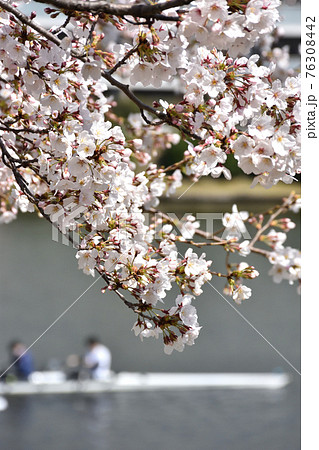 満開を待つ桜に漕艇練習 満開を待つ桜に漕艇練習 76308442