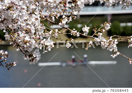 満開を待つ桜に漕艇練習 満開を待つ桜に漕艇練習 76308445