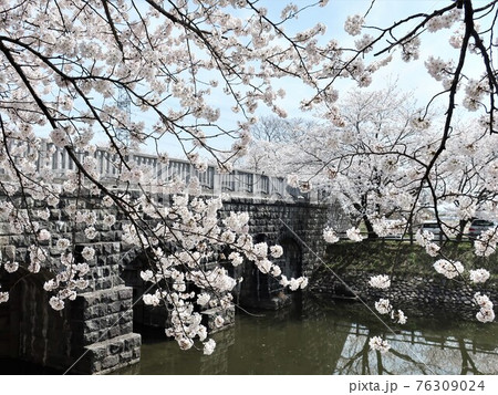 加治川治水記念公園 春 加治川治水記念公園 春 76309024