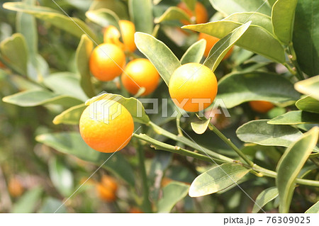 緑に映える小さくて黄色い果物 76309025