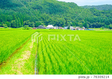 夏の田舎風景 夏の田舎風景 76309214