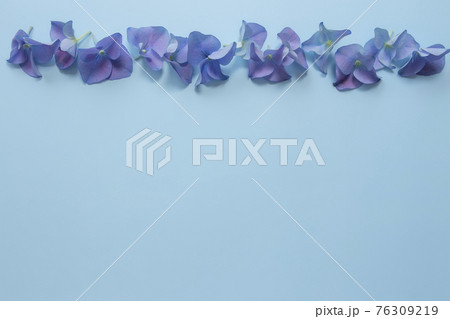 Flat lay with hydrangea or hortensia blue-purple petals, pastel blue background 76309219