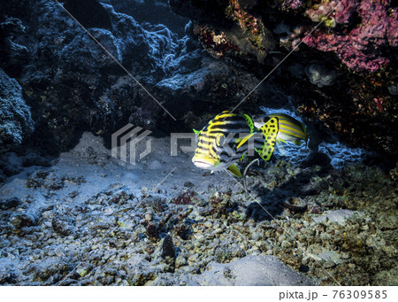 Sweetlips fish near the reef at the bottom of the Indian ocean in Thailand Sweetlips fish near the reef at the bottom of the Indian ocean in Thailand 76309585