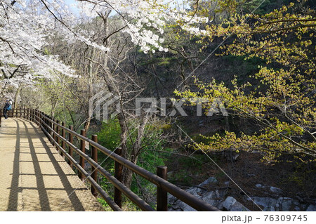 花 川 河 76309745