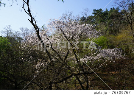 花 川 河 76309767