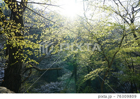 花 川 河 76309809