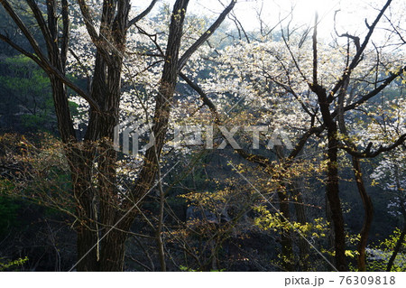 花 川 河 76309818