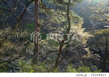 花 川 河 76309823