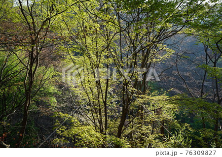 花 川 河 76309827