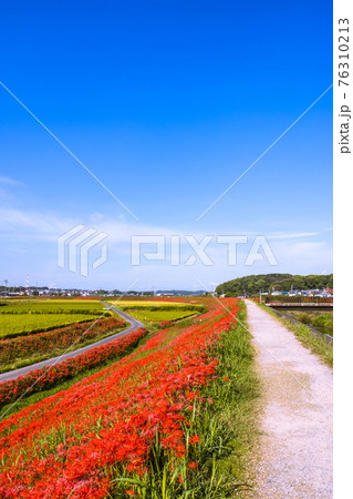 矢勝川周辺に咲く彼岸花　愛知県半田市 76310213