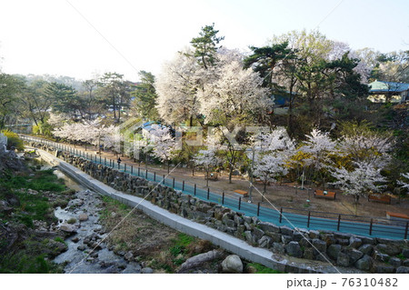 春 花 桜 76310482