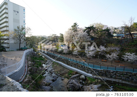春 花 桜 76310530