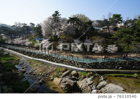 春 花 桜 76310540