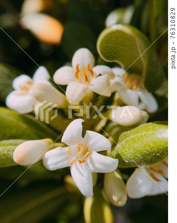 いい香りのする白い花 スペインのキンモクセイのアップ マクロ撮影の写真素材