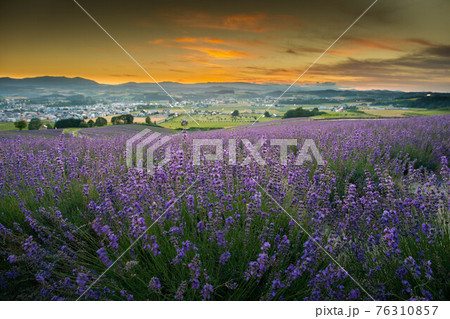上富良野町 日の出ラベンダー園の夕陽の写真素材