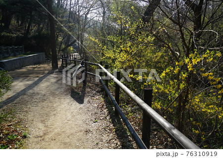 桜 川 河 76310919