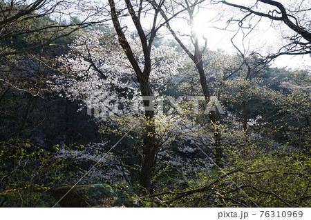 桜 花 万 76310969