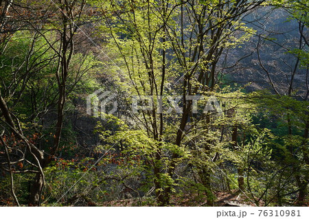 桜 川 河 76310981