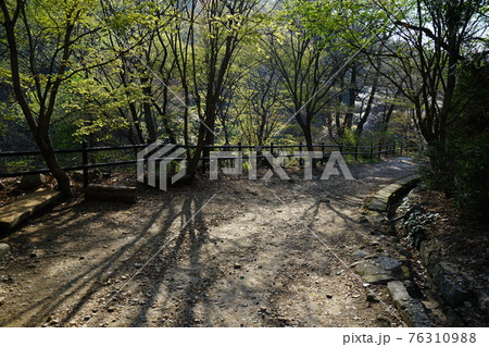 桜 川 河 76310988