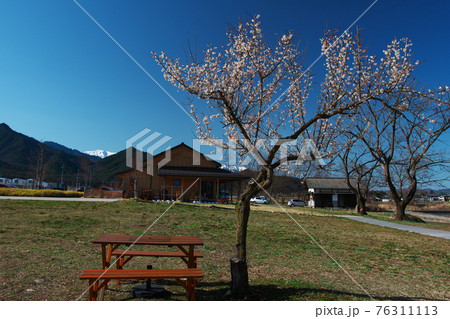 梅咲く早春の安曇野ちひろ公園 76311113