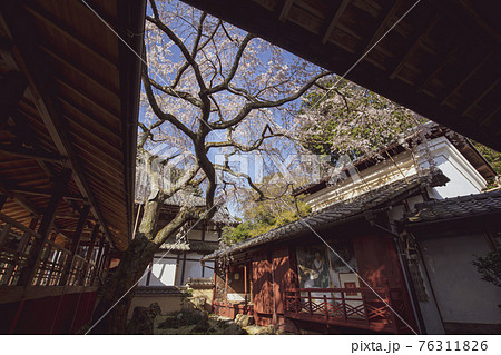 春の十輪寺 76311826