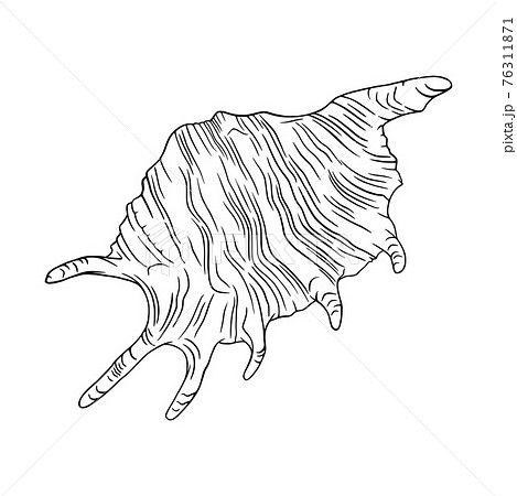 Conch Seashell Outlined Illustration Tropical のイラスト素材 Conch Seashell Outlined Illustration Tropical のイラスト素材