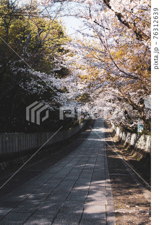 春の向日神社 春の向日神社 76312639