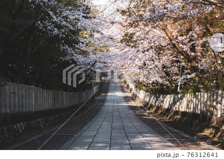 春の向日神社 76312641