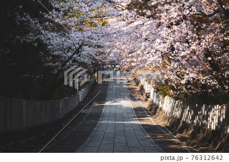春の向日神社 春の向日神社 76312642
