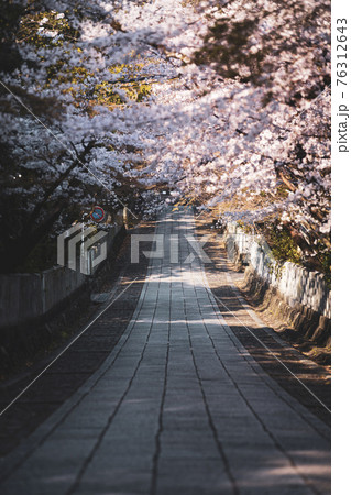 春の向日神社 春の向日神社 76312643