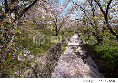 虚空蔵谷川の桜並木 76312856