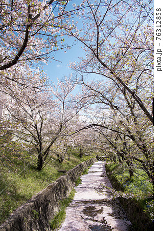 虚空蔵谷川の桜並木 76312858