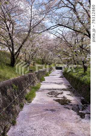 虚空蔵谷川の桜並木 76312860