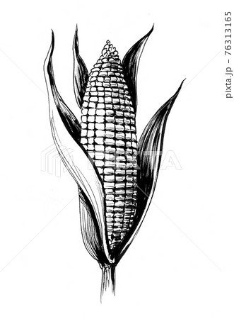 Corn plant. Ink black and white drawing 76313165