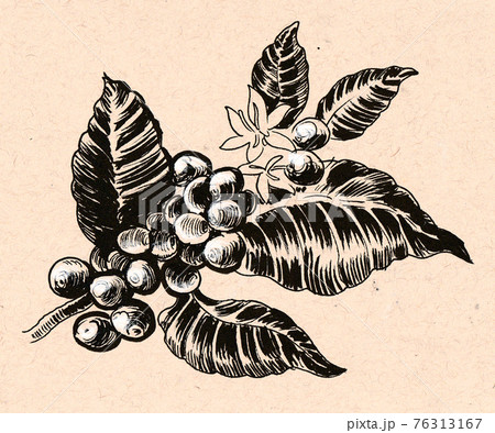 Coffee, tree. Ink sketch 76313167