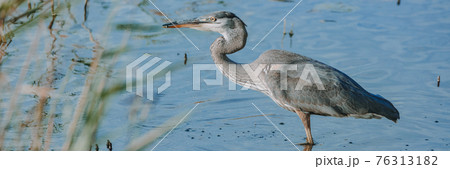 Grey Heron fishing in small pond foraging catching fish in his bill. Bird wildlife in Quebec, Canada panoramic banner. 76313182