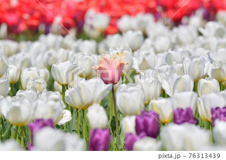 満開のチューリップ畑 76313439