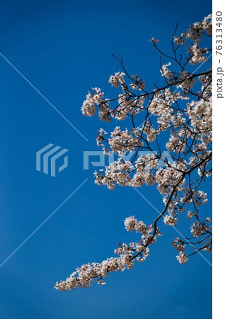 春 花 桜 76313480