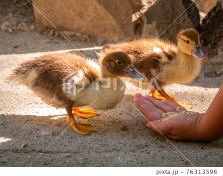Children feeding the duckling with some food 76313596