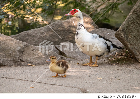 White and black duck with red head, The Muscovy duck, walks on the shore of the pond with its Cute little ducklings 76313597