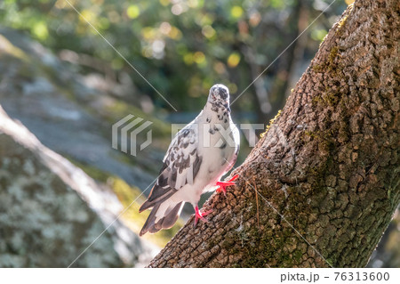 The fat pigeon sitting on a tree trunk with moss. 76313600
