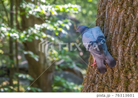 The fat pigeon sitting on a tree trunk with moss. 76313601